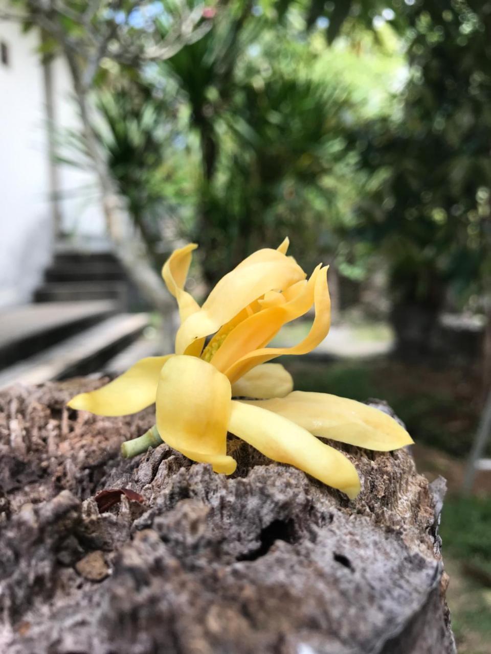 El Homestay Bali Nusa Dua  Exterior foto